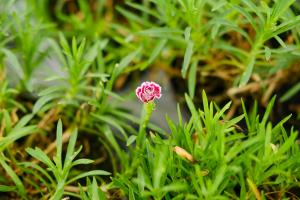 can you plant oleanders in pots