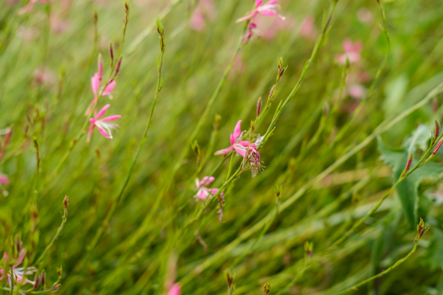 White Gaura