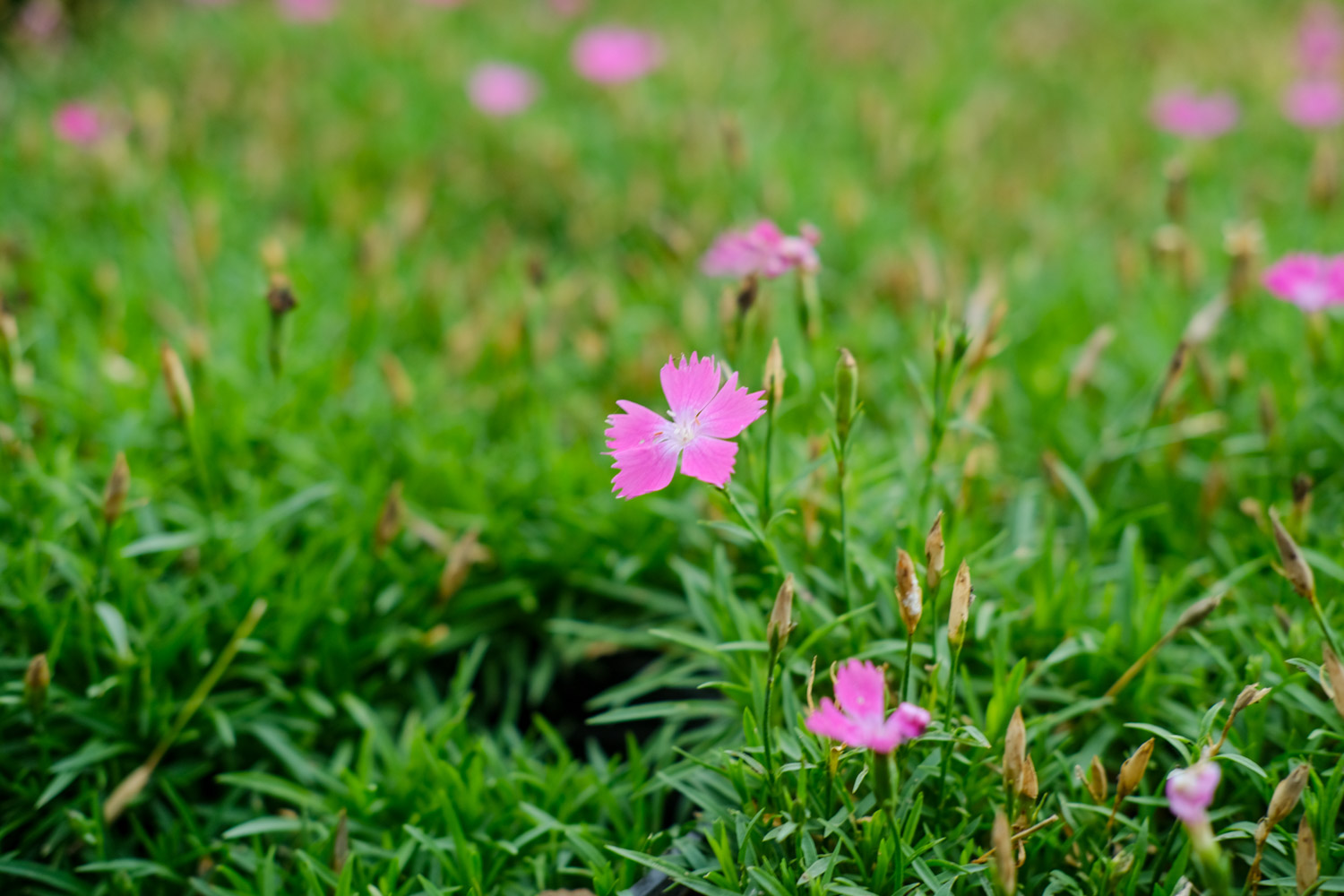 dianthus