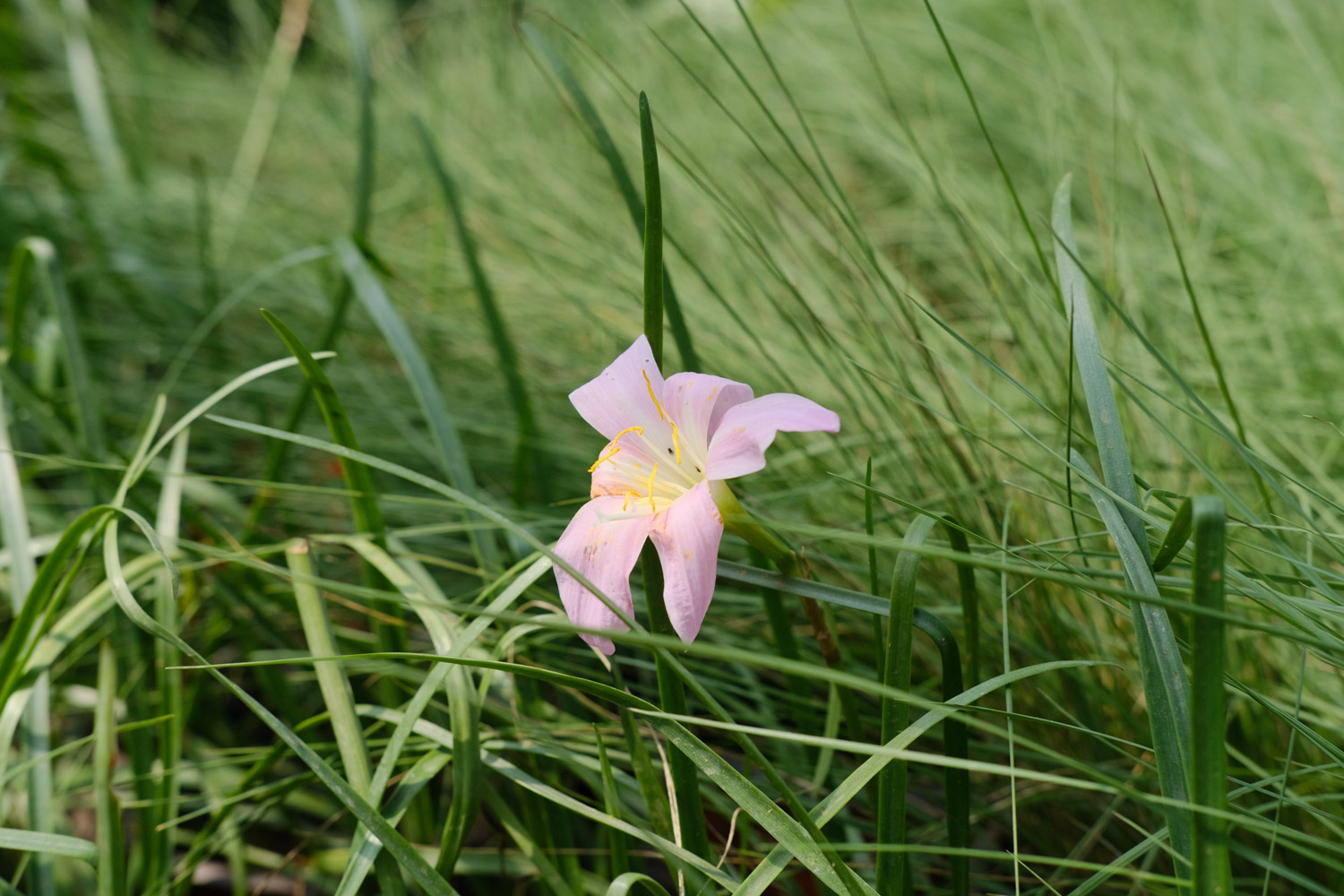 Rainlily 