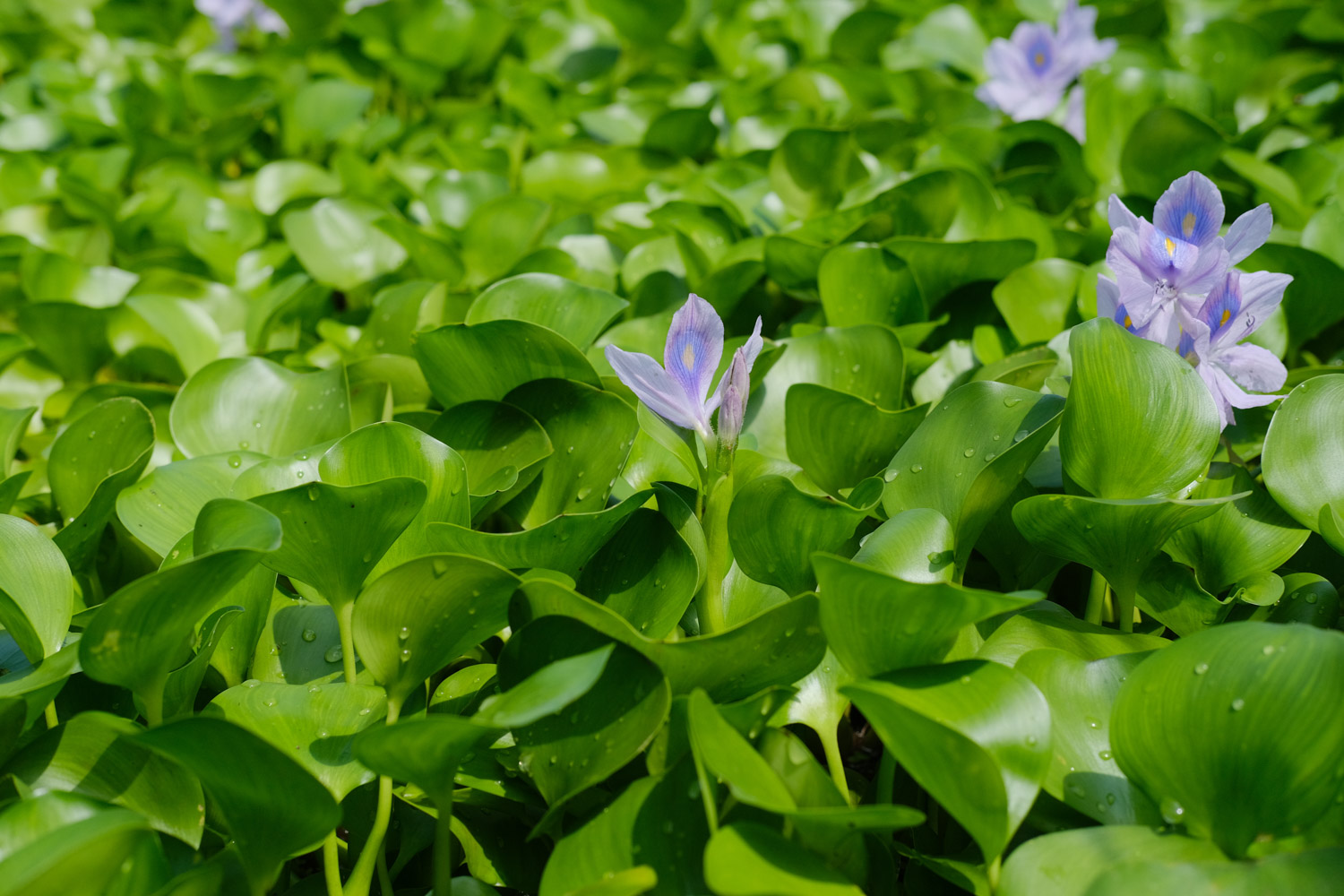 water hyacinth