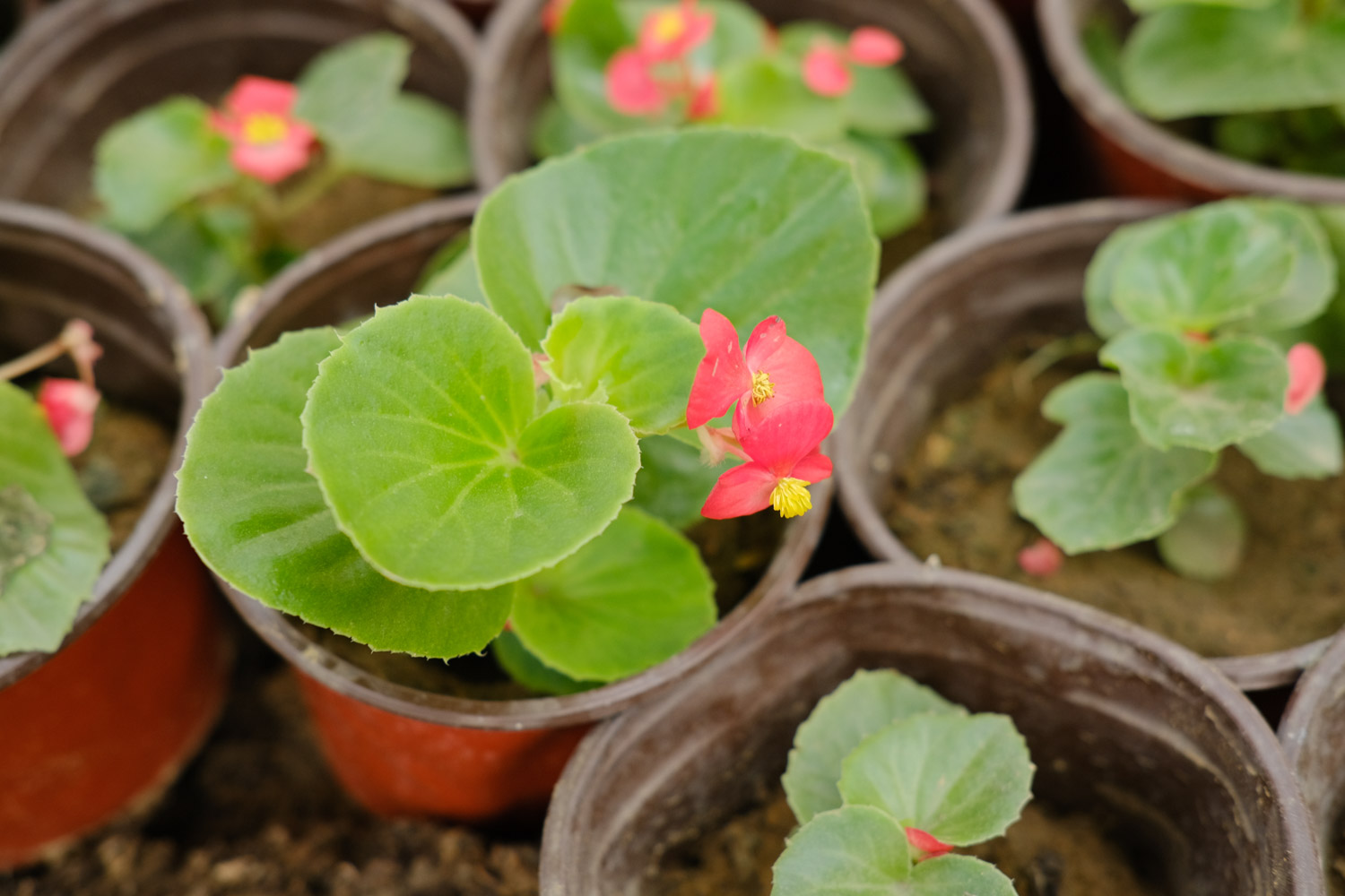 Begonia semperflorens