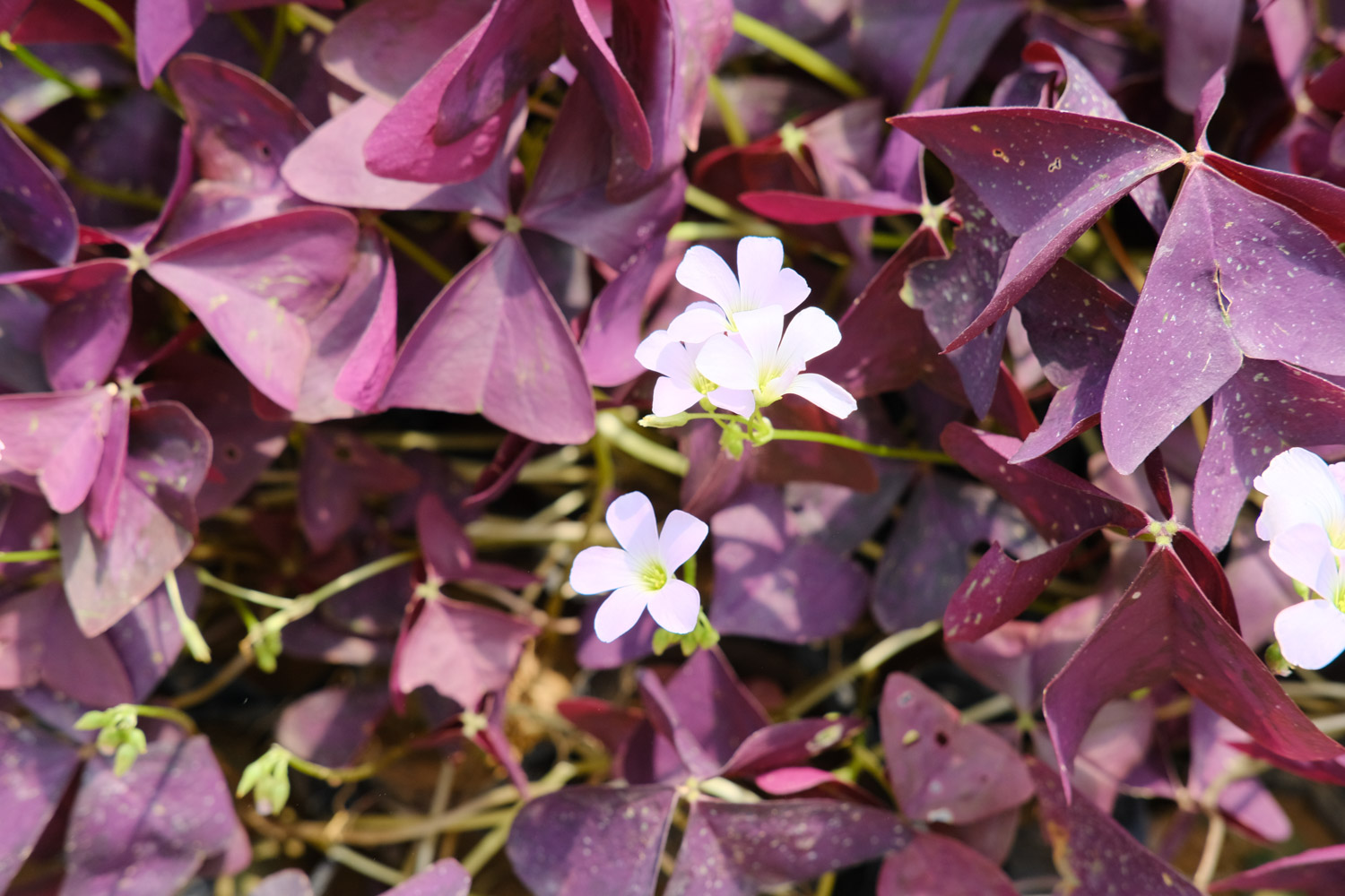 Oxalis