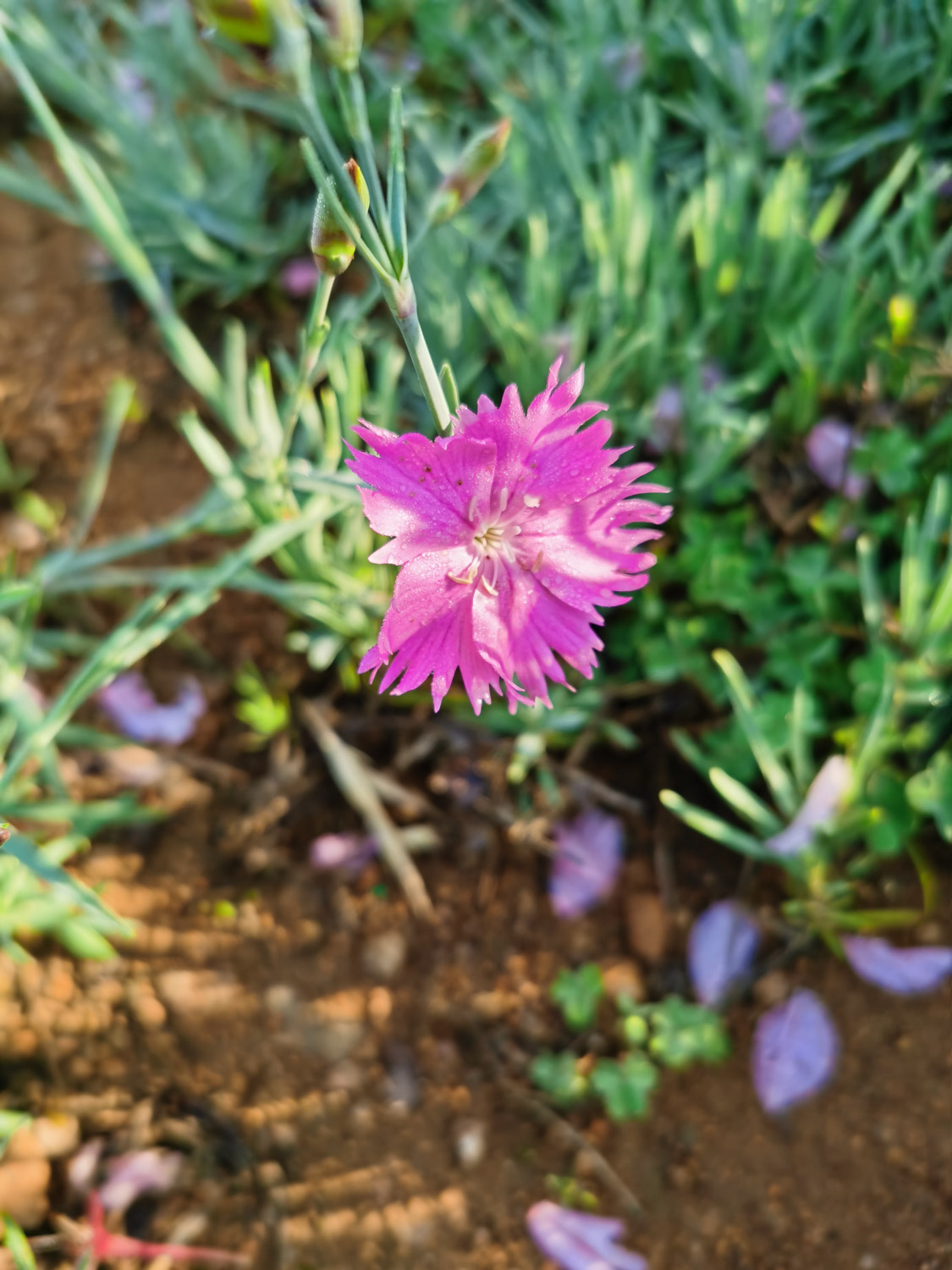 dianthus