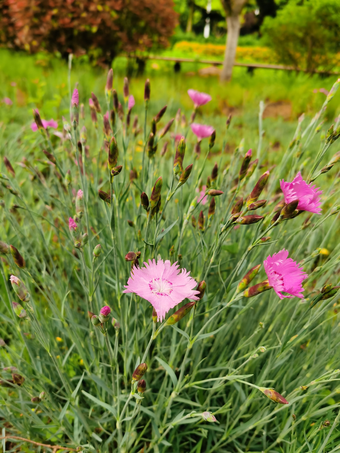 dianthus