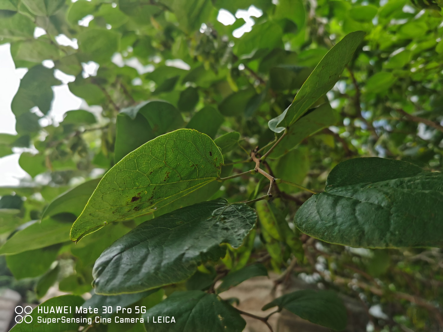 Bauhinia