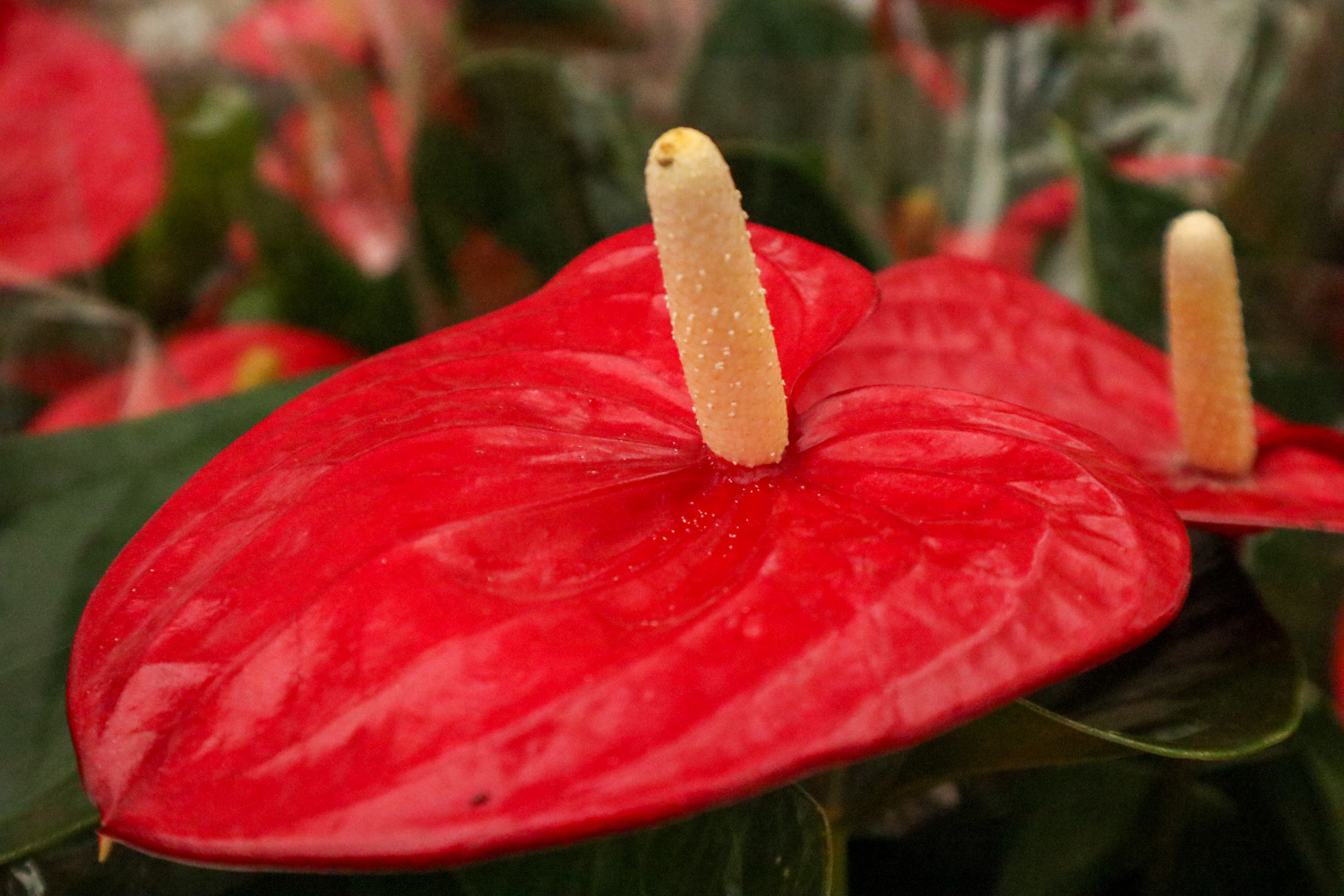 Anthurium