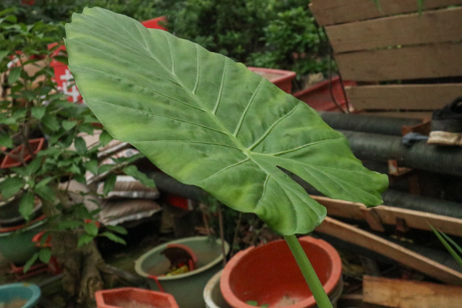 Alocasia macrorrhiza