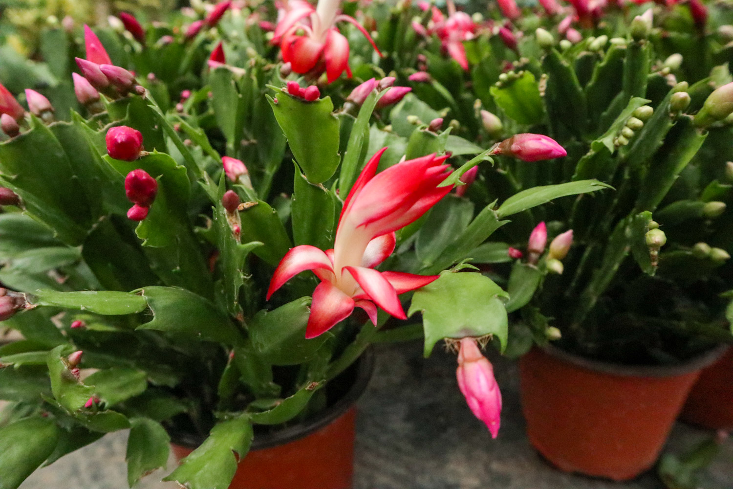 crab cactus