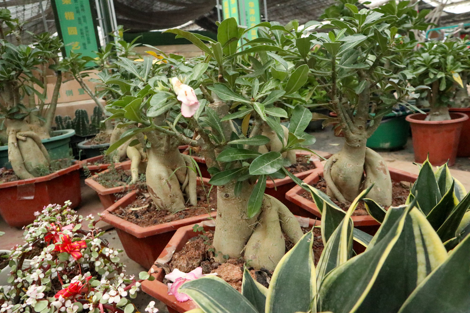 Adenium obesum