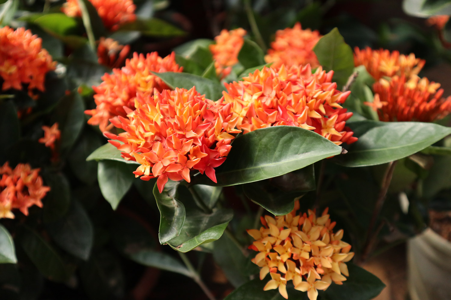 Ixora