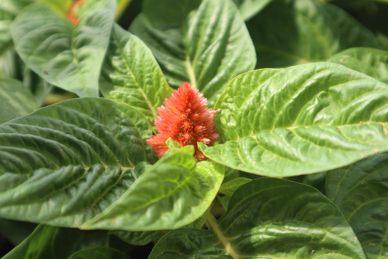 Celosia