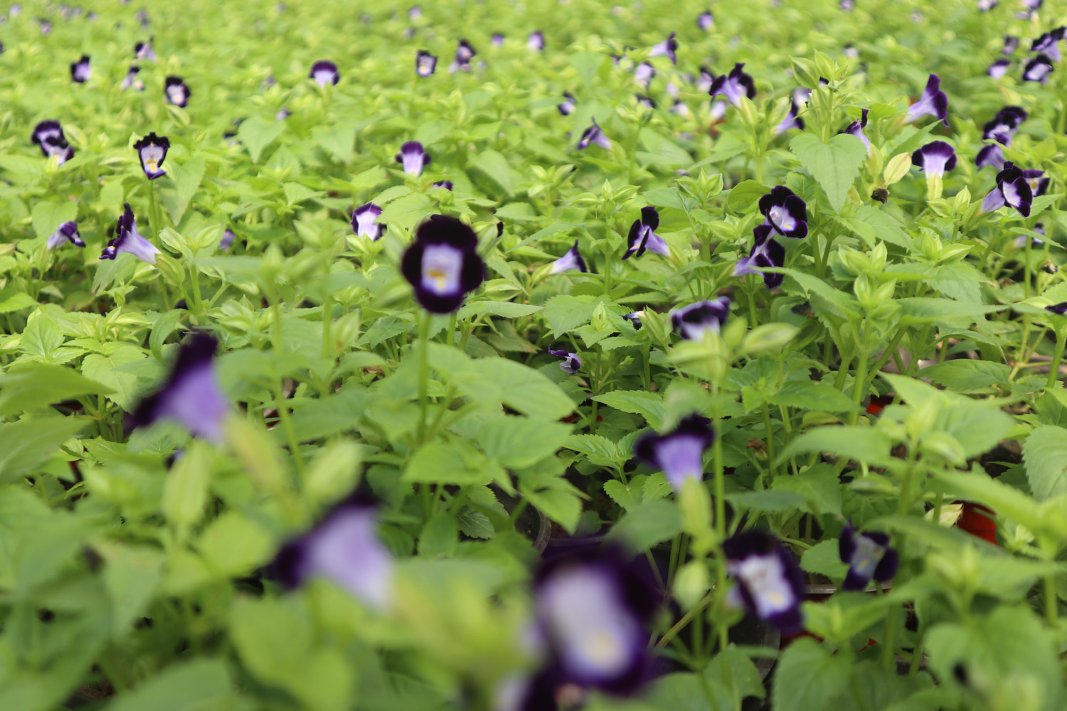 torenia fournieri