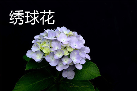 Hydrangea