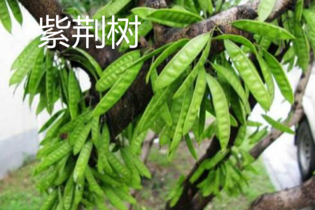 Bauhinia trees