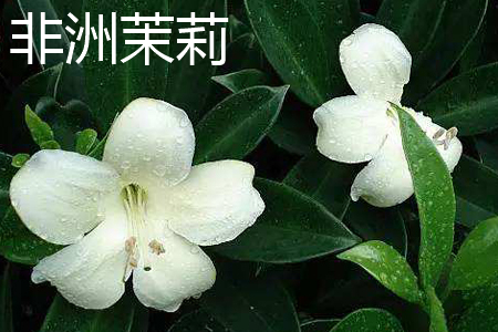 Africa Jasmine