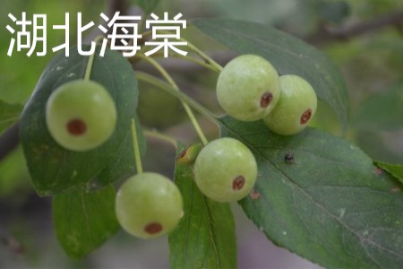 Hubei Begonia fruit