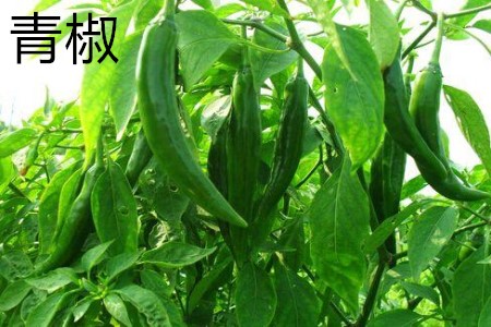 Green pepper leaves