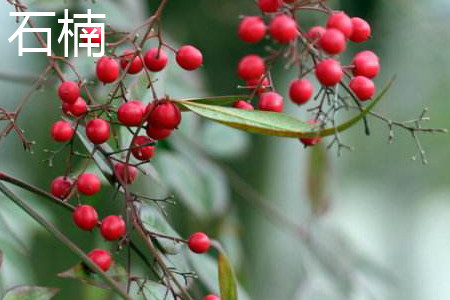 Chinese photinia