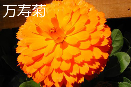 Marigold