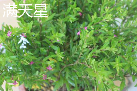 Starry leaves