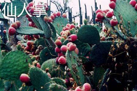 Cactus fruit