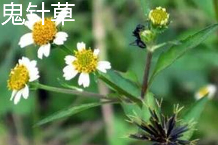 Bidens flower