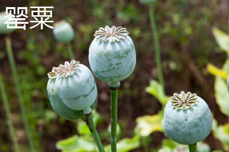 opium poppy