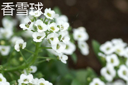 sweet alyssum