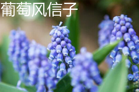 Muscari