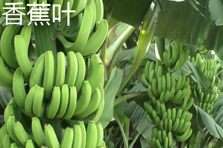 Banana fruit