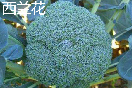 Broccoli