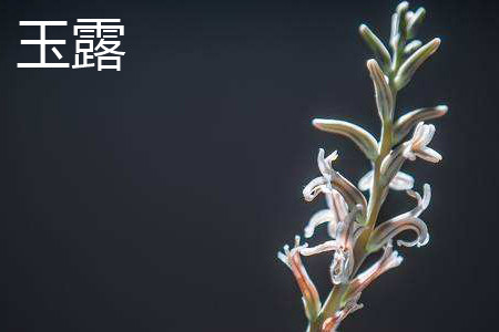 Jade dew flower