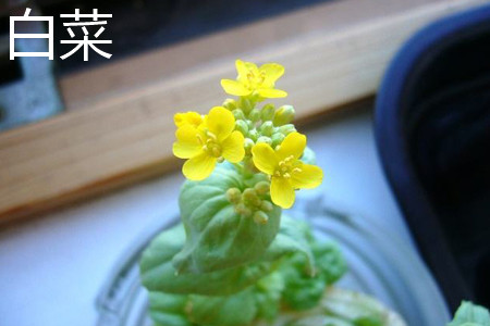 Chinese cabbage