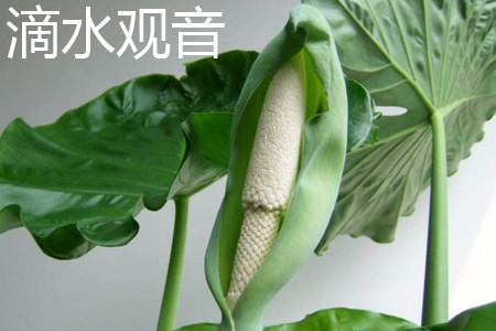 Alocasia macrorrhiza