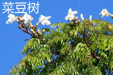 Bean tree flowers