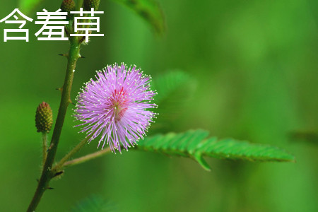 Mimosa flower