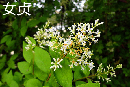 Privet flower