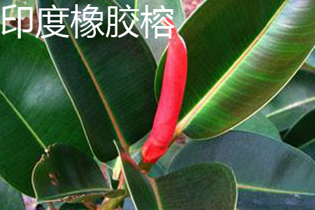 Rubber Ficus leaf