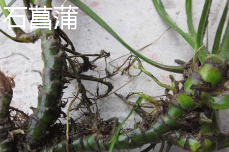 Acorus tatarinowii root