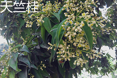 Cinnamomum japonicum