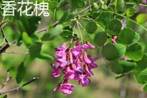 The difference between Robinia pseudoacacia and Robinia pseudoacacia