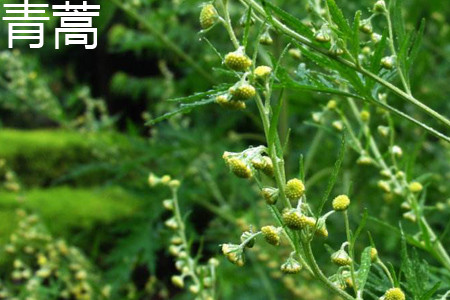 Artemisia annua