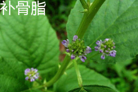 Psoralea corylifolia