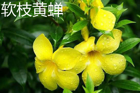 Allamanda cathartica 