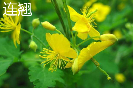 Forsythia suspensa