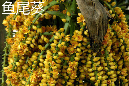 Fishtail sunflower