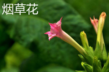 Tobacco flower