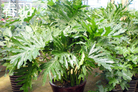 Philodendron selloum