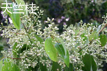 Cinnamomum japonicum